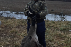 Charlie Raetz (age 3) - proud goose hunter!
